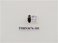 藏品(步行蟲(2))的圖片